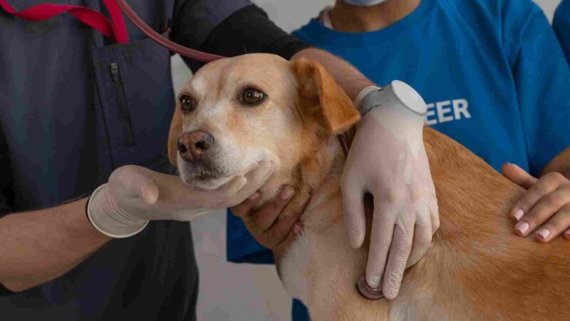 Consultas veterinarias: el nuevo beneficio para empleados en México